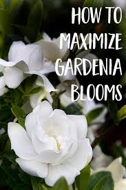How To Maximize Gardenia Blooms