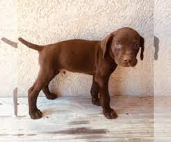 If you are buying a cross bred gsp, then make sure that the breeder has relevant health tests carried out not just for the german shorthaired pointer parent but for the other. View Ad German Shorthaired Pointer Vizsla Mix Litter Of Puppies For Sale Near Texas Spring Branch Usa Adn 198345