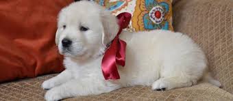 We guarantee our puppies for anything hereditary until it is 1 ye. Pin By Sheri De Haan On Puppies Retriever Puppy White Golden Retriever Puppy Bear Puppy
