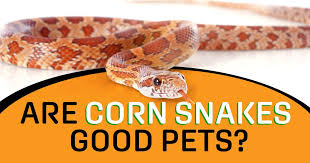 Are Corn Snakes Good Pets Read This
