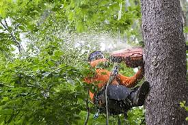 We provide the most reliable tree removal atlanta can trust. Georgia Lawn Care Service And Landscaping Is A Landscaping Company In Lawrenceville Ga 30044