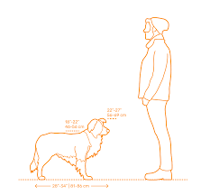 Border Collie Dimensions Drawings Dimensions Guide