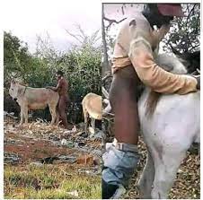 Herdsmen Having Sex With Cows. - Crime - Nigeria