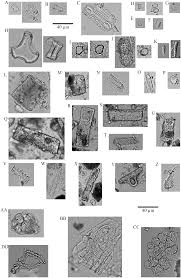 Soil And Plant Phytoliths From The Acacia Commiphora Mosaics