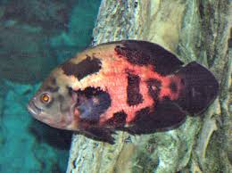 Oscar Cichlid Astronotus Ocellatus Tiger Oscar Fish Guide