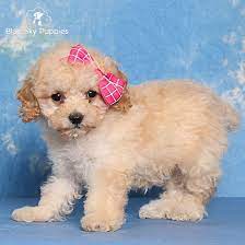 toy poodle puppy adopted in orlando