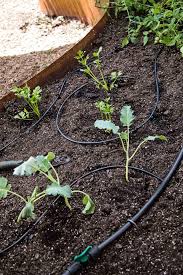 In this video, doug donahue from ewing irrigation explain. Diy Drip Irrigation Hgtv
