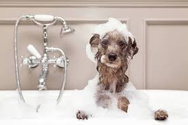 Can you use baby shampoo on dogs? Baby Shampoo For Dogs Yes Or No Herepup