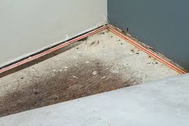 how to get mold out of carpet naturally