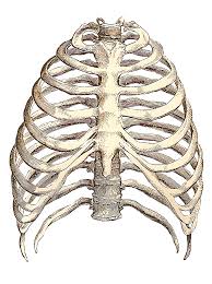 Numbered ribs, sternum, cartilage parts and clavicular articulation. Pin By Kanan Nagel On Inspiration Rib Cage Drawing Anatomy Art Human Anatomy Drawing