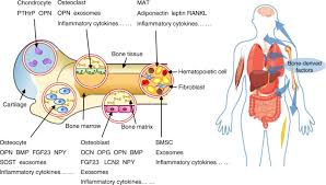 endocrine role of bone in the