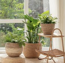 indoor plants decor ideas