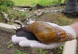 giant snails take over part of florida
