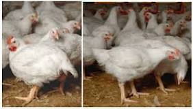 are-all-chickens-we-eat-female