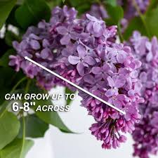 Garden State Bulb Common Purple Lilac