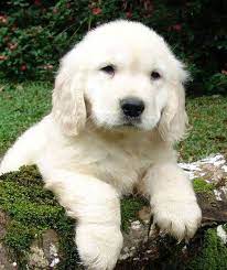 White golden dog