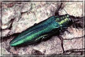 Emerald Ash Borer Urban Forestry Parks And Open Space