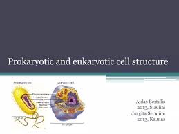 ppt prokaryotic and eukaryotic cell