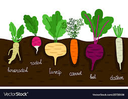 Vegetables Garden Growing Vegetable
