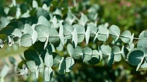 Also a beautiful plant for the background of your garden as it has. Eucalyptus Eucalyptus Spp British Trees Woodland Trust