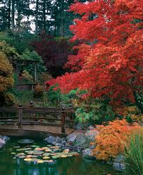 Enchanting Japanese Maples Finegardening