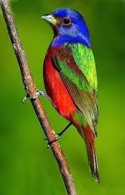 Image result for painted bunting bird photo