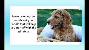 how to potty train a poodle puppy 6