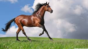 600 horse wallpapers wallpapers com