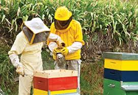 Αποτέλεσμα εικόνας για Προγράμματος Μελισσοκομίας