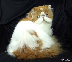 According to some sources, longhaired cats have existed in the middle east for thousands of years—although research indicates that the kitties have genetics in common with cats from western europe. Beautiful Blue Eyed Bicolor Persian Cat Omg Mew Beautiful Cats Cats Kittens Cutest