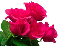 dark pink rose stock photos royalty