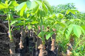 Cara menanam ubi kayu biasanya dilakukan dengan cara perkembangan vegetatif jenis stek batang. 8 Cara Menanam Ubi Kayu Di Halaman Rumah Sampai Panen Ilmubudidaya Com