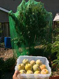 Emerald Beaut Plum - General Fruit Growing - Growing Fruit
