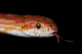 how to choose the best pet snake for you