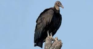 what-is-the-difference-between-a-black-vulture-and-a-turkey-vulture