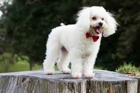 toy poodle is this the right breed for