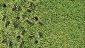 Can I aerate without dethatching?