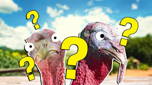 Also, see if you ca. Ultimate Turkey Trivia Quiz Trivia Quiz
