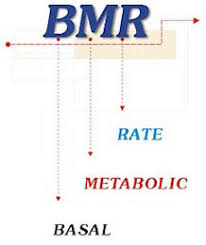 How To Determine Your Basal Metabolic Rate Bmr
