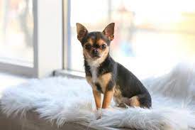 dogster com wp content uploads 2024 03 chihuah