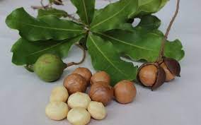 how to grow macadamia tree from seed