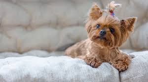 Hair cuts are at the choice/discretion of the owner. A Beginner S Guide To Grooming Your Dog At Home Cbc Life