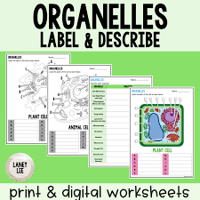organelles worksheet label and