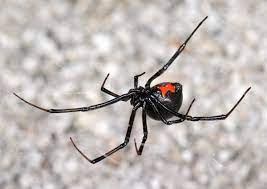 Sure, the female black widow has a terrible reputation. How To Care For A Pet Black Widow Spider Pethelpful