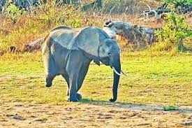 The three-legged elephant | Borneo Bulletin Online