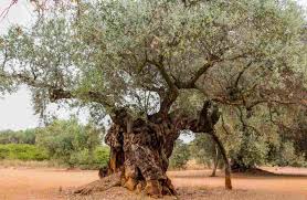 old olive trees millennial olive