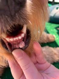 lip caused by canine papilloma virus