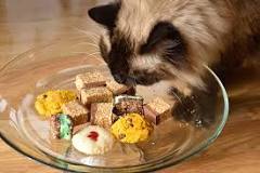 what-can-cats-eat-when-you-run-out-of-cat-food