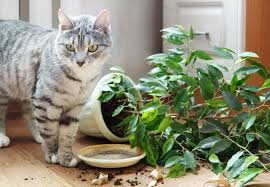 cat safety tips how to cat proof your