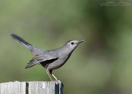 gray catbird in the wasatch mountains
